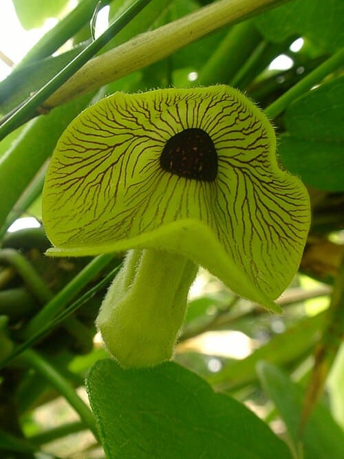 Aristolochia kaempferi