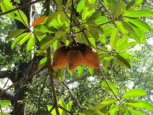 Pentadesma butyracea