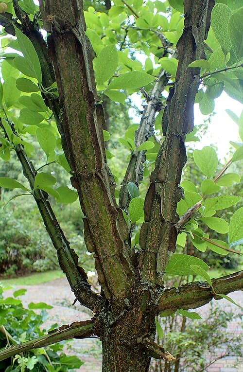 Euonymus phellomanus