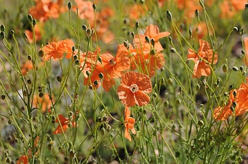 Papaver fugax