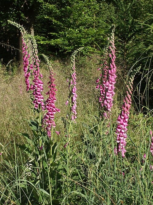 Digitalis purpurea