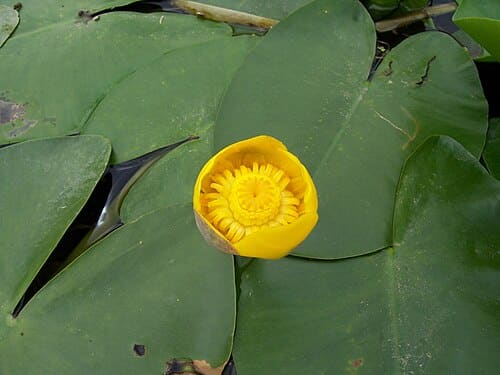 Nuphar, standing in for Nuphar variegatum