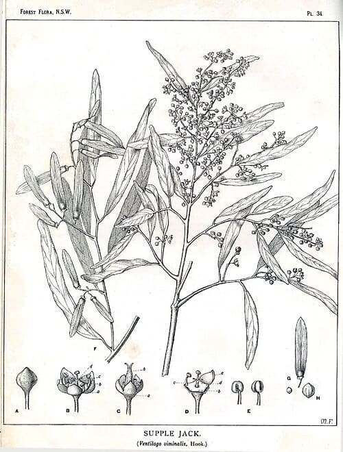 Ventilago, standing in for Ventilago leiocarpa