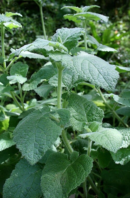 Salvia przewalskii