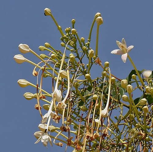 Millingtonia hortensis