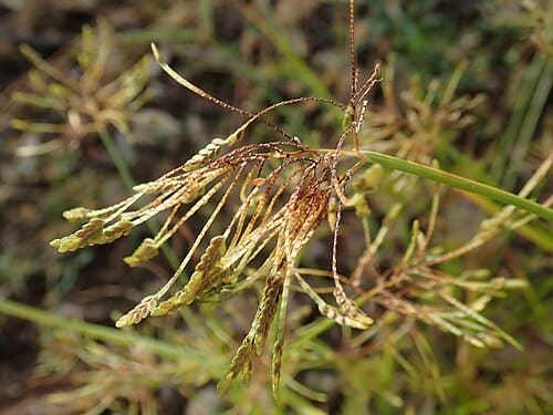 Cyperus iria