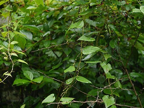 Dioscorea deltoidea