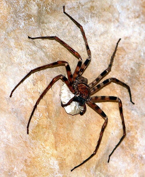 Heteropoda, standing in for Heteropoda variabilis