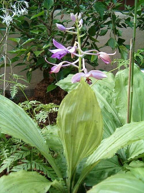Calanthe