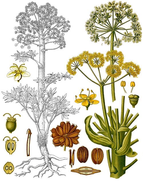 Ferula foetida