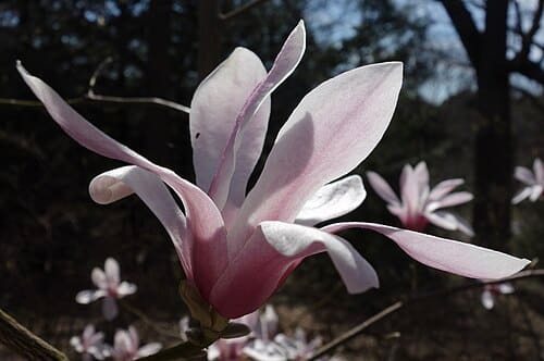 Magnolia amoena