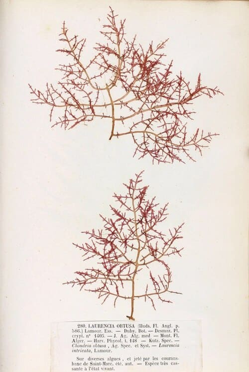 Laurencia obtusa