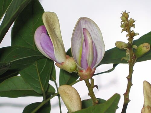 Callerya, standing in for Callerya nitida var. hirsutissima