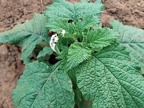 Heliotropium indicum