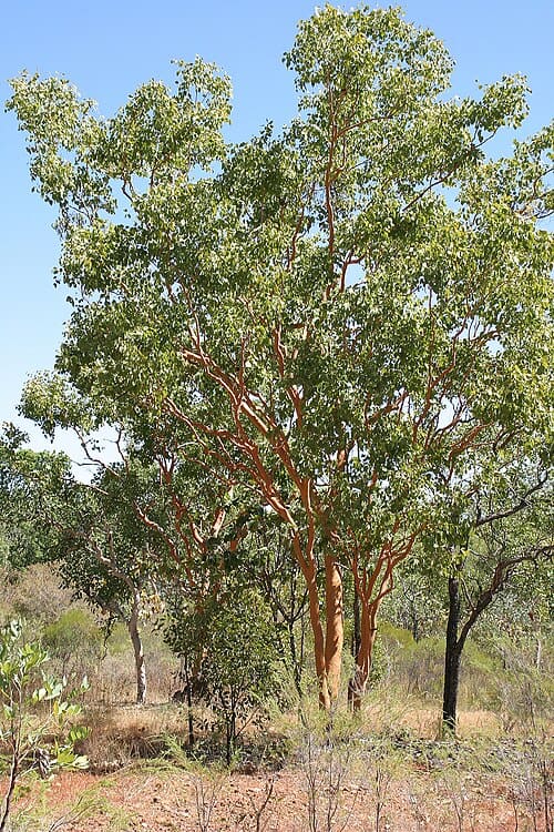 Eucalyptus, standing in for Eucalyptus foeniculacea