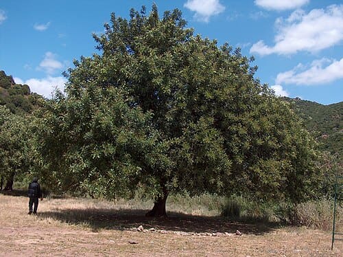 Ceratonia siliqua