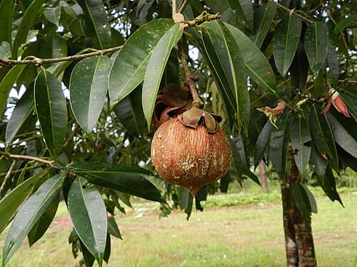 Mesua ferrea