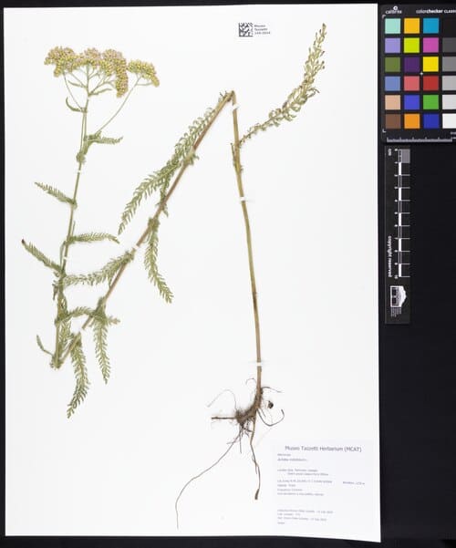 Achillea millefolium