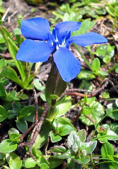 Gentiana, standing in for Gentiana kuhrensis