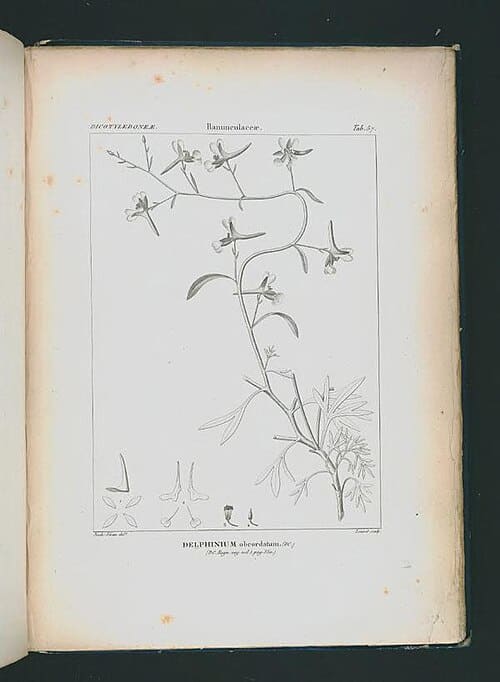 Delphinium ambiguum