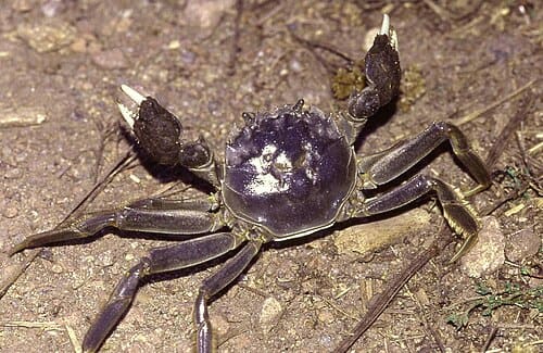 Eriocheir sinensis