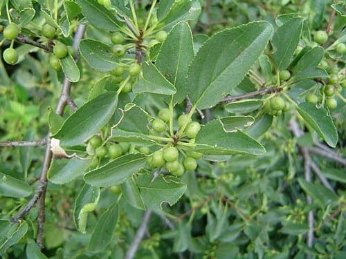 Rhamnus cathartica