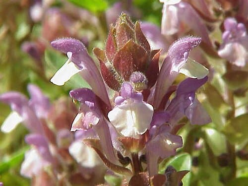 Scutellaria, standing in for Scutellaria viscidula