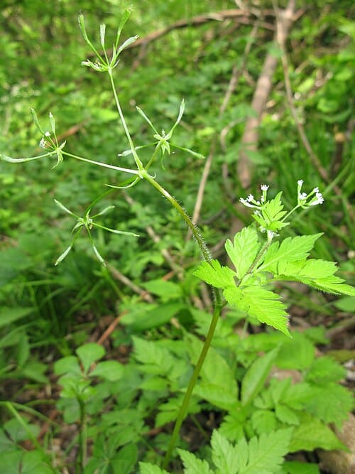 Osmorhiza aristata
