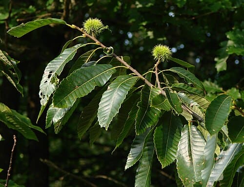 Castanea, standing in for Castanea henryi