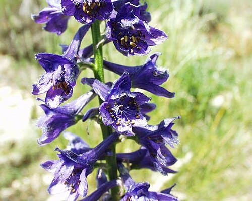Delphinium fissum
