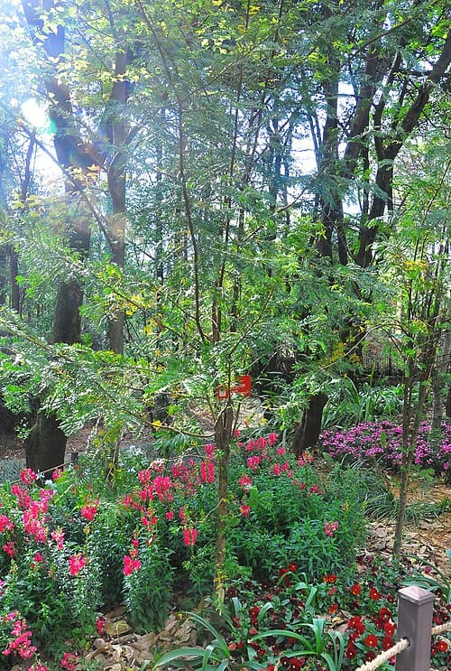 Taxus yunnanensis