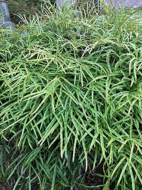 Pteris cretica, standing in for Pteris cretica var. nervosa