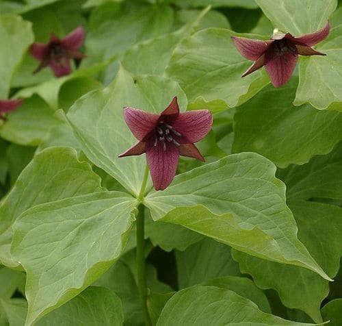 Trillium, standing in for Trillium kamtschaticum