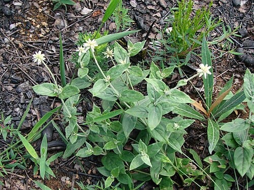 Pfaffia, standing in for Pfaffia paniculata