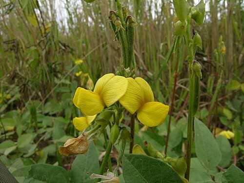 Vigna, standing in for Vigna crassifolia