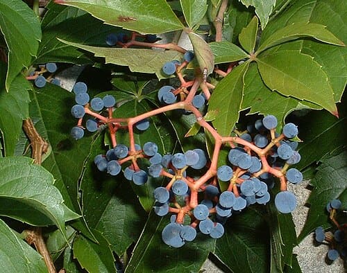 Parthenocissus, standing in for Parthenocissus heterophylla