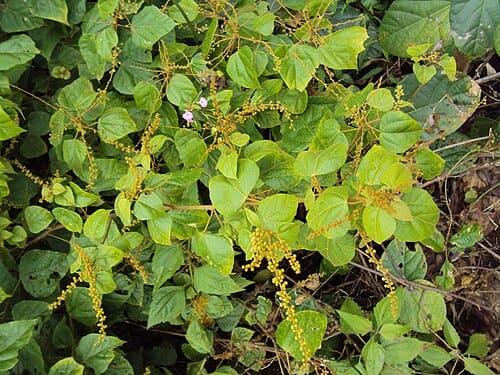 Mallotus repandus