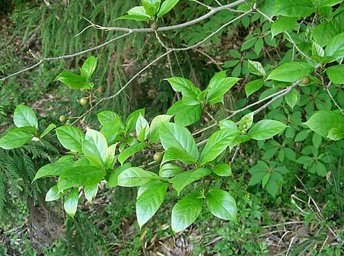 Ficus erecta, standing in for Ficus erecta var. beecheyana
