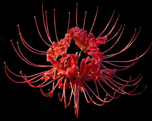 Lycoris radiata