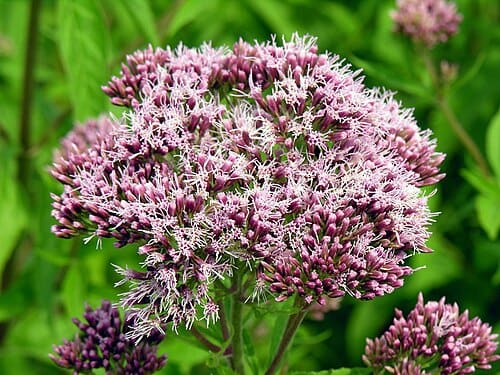 Eupatorium, standing in for Eupatorium opacum