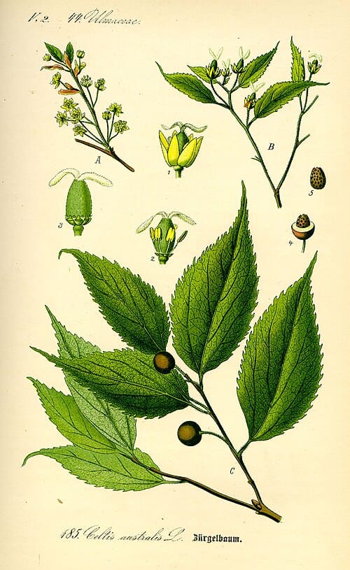 Celtis