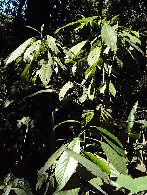 Dendrocnide sinuata