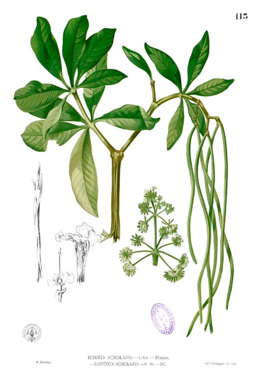 Alstonia, standing in for Alstonia mairei