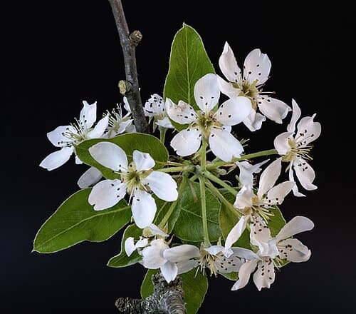 Pyrus communis