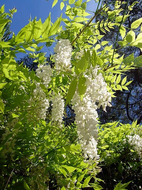 Wisteria sinensis
