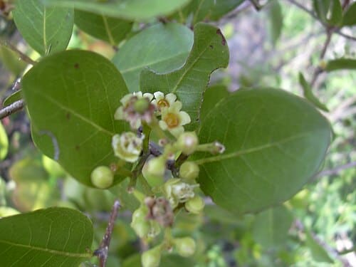 Chrysobalanus icaco
