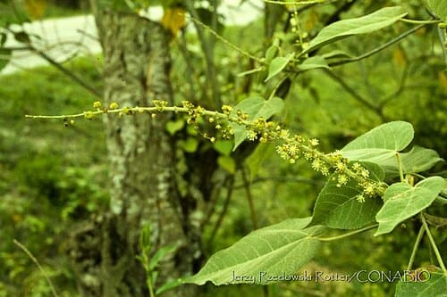 Croton draco