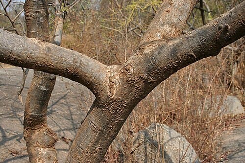 Lannea coromandelica