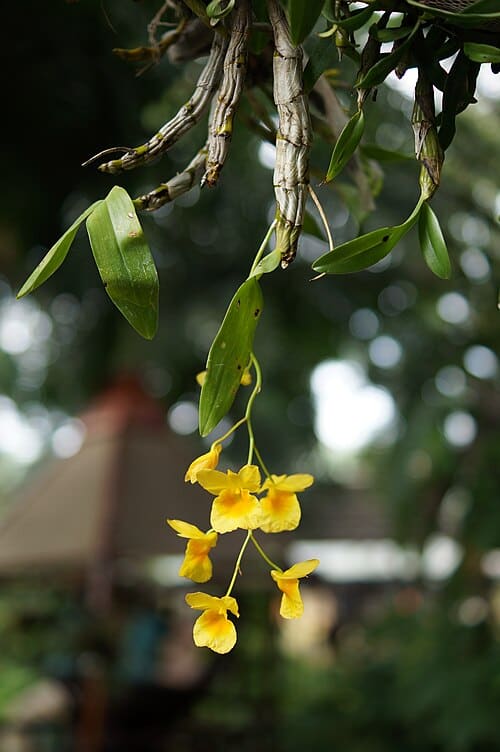 Dendrobium capillipes