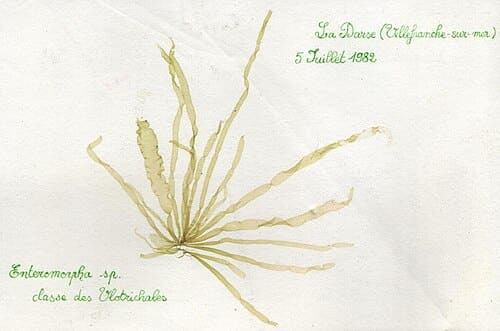 Enteromorpha, standing in for Enteromorpha prolifera